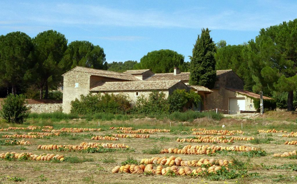 Pumpkin patch in Provence
